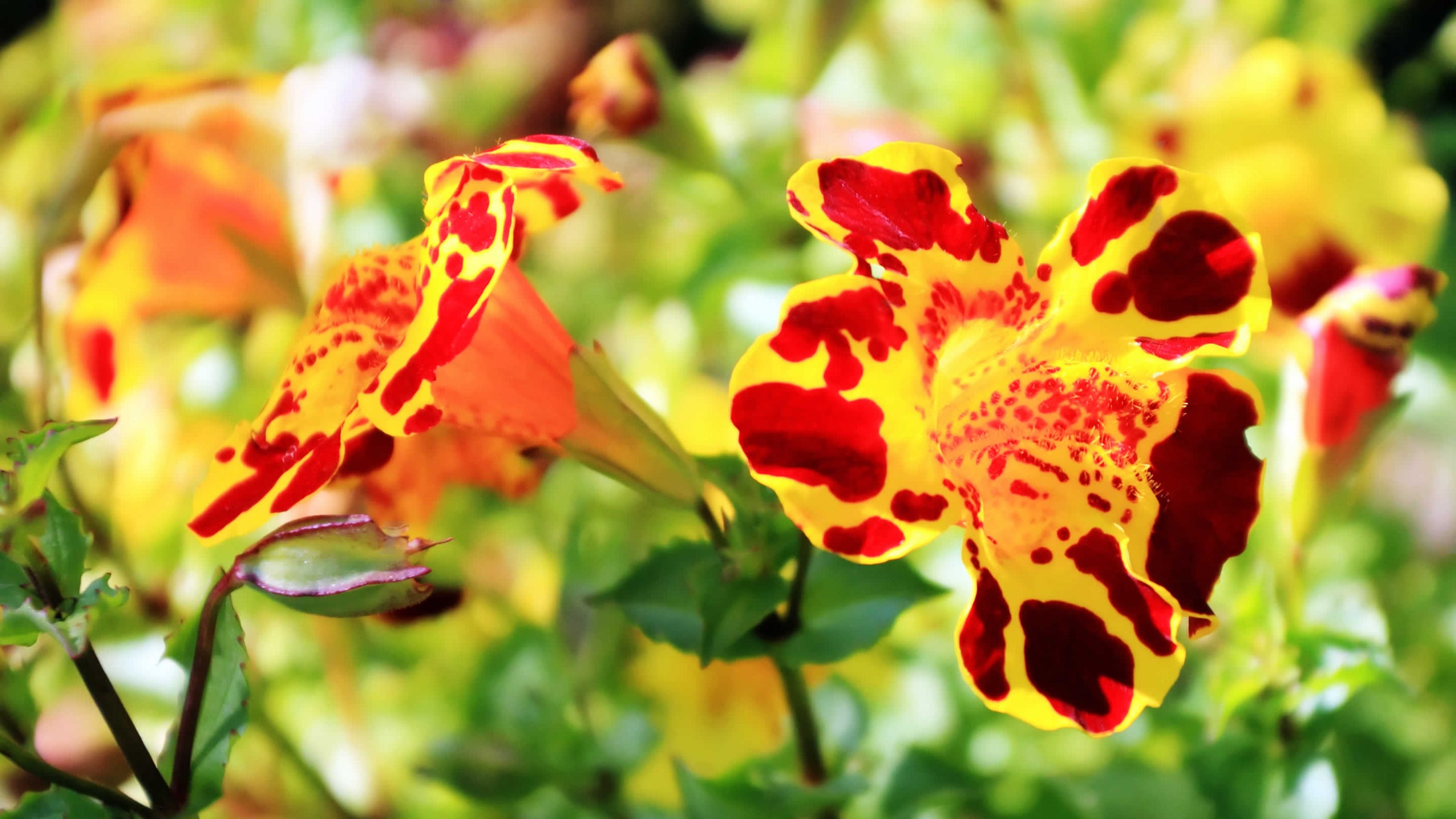 mimulus