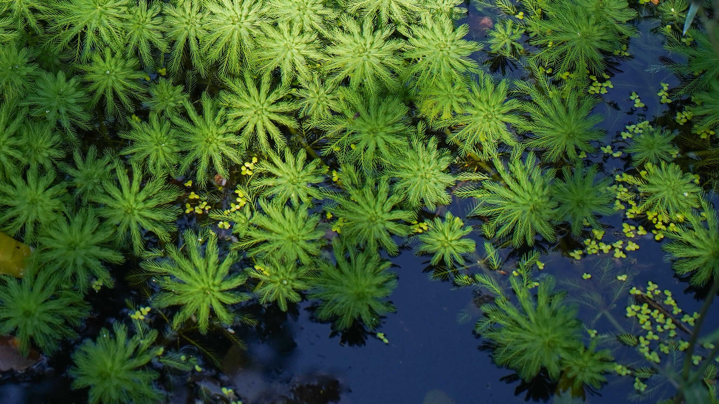 myriophyllum