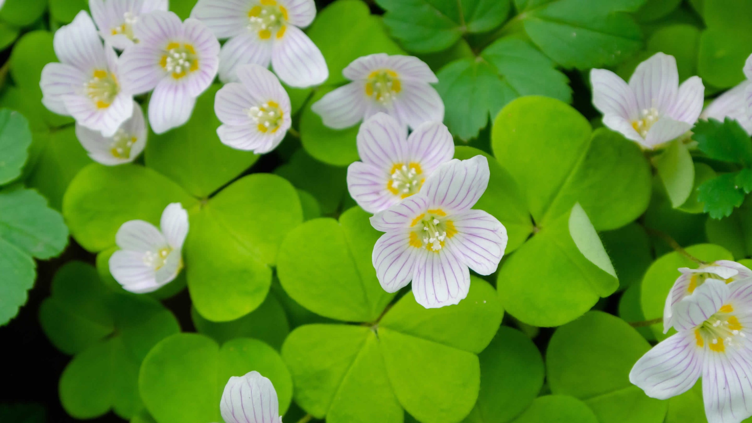 oxalis