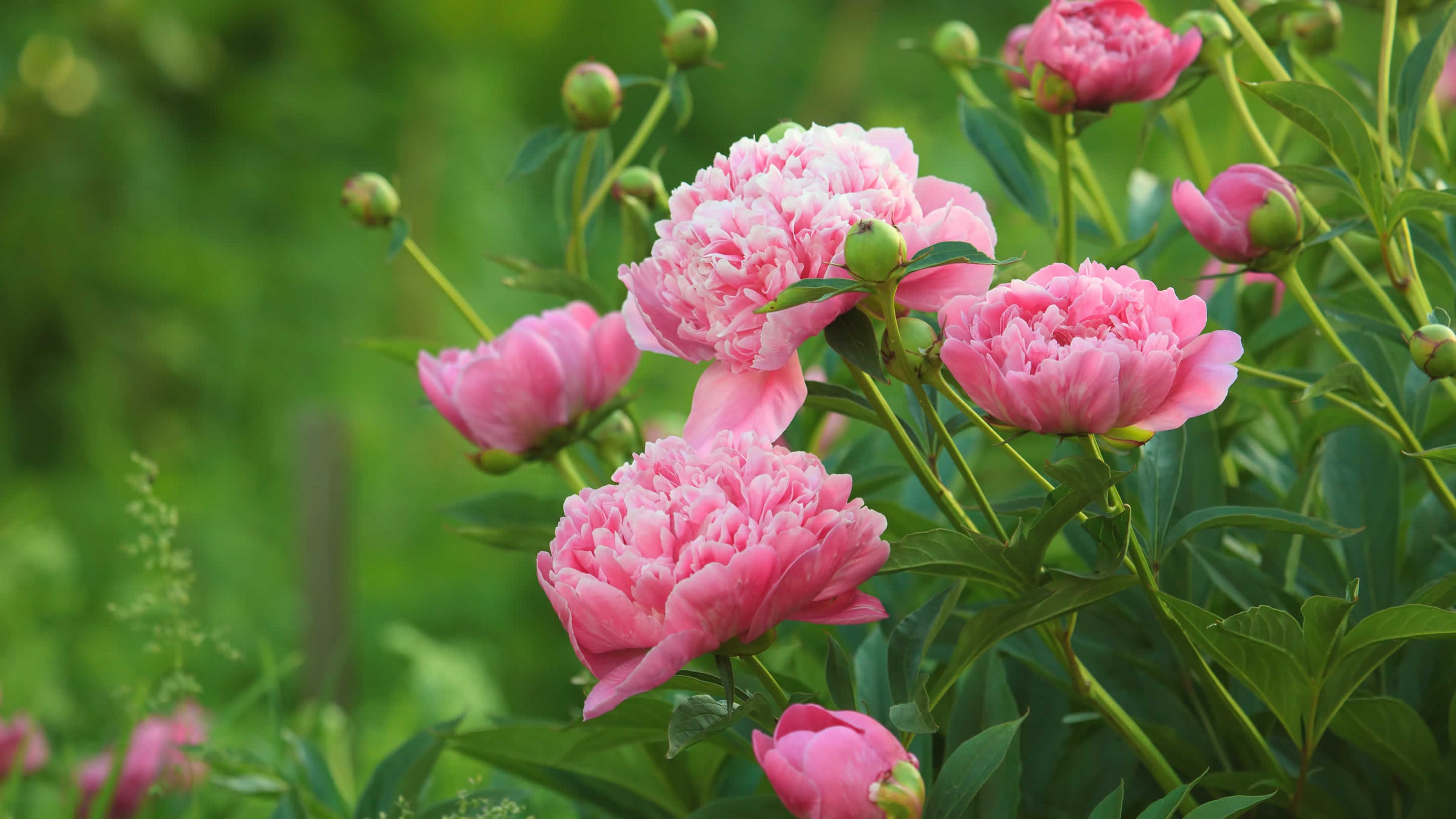 peony