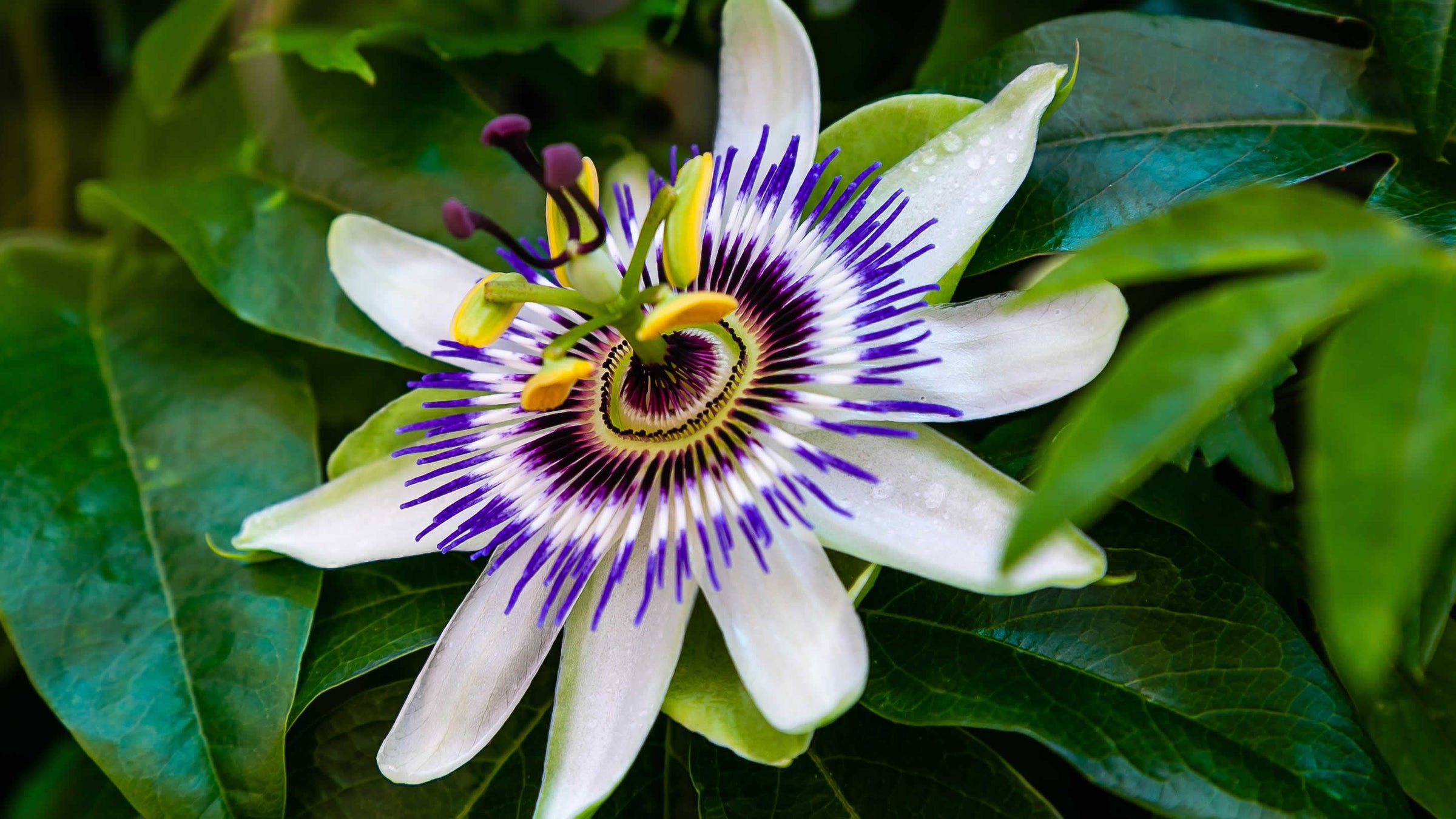 passiflora