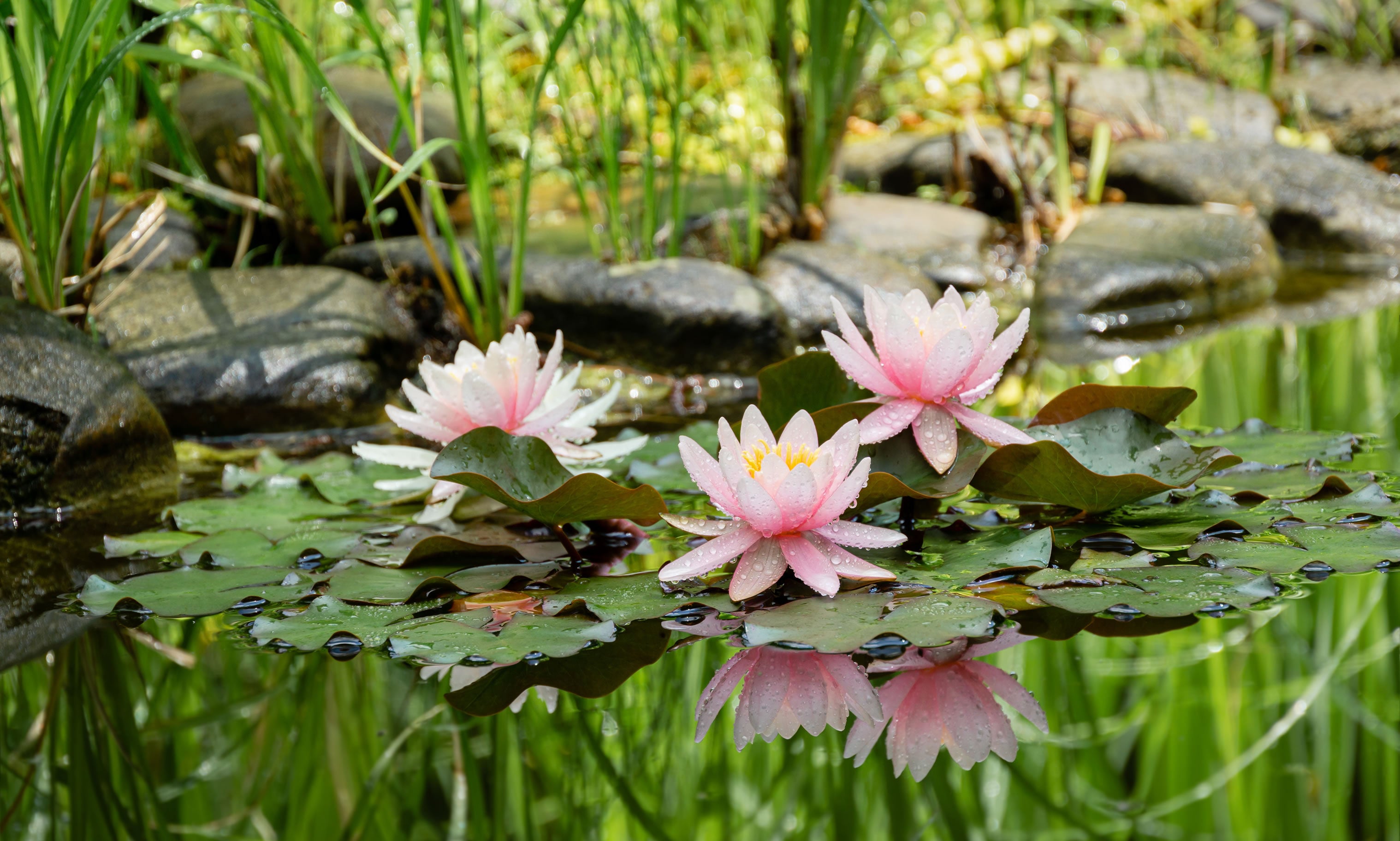 Pond Plants Near Me in Jakarta Pond Plants Near Me in Jakarta
