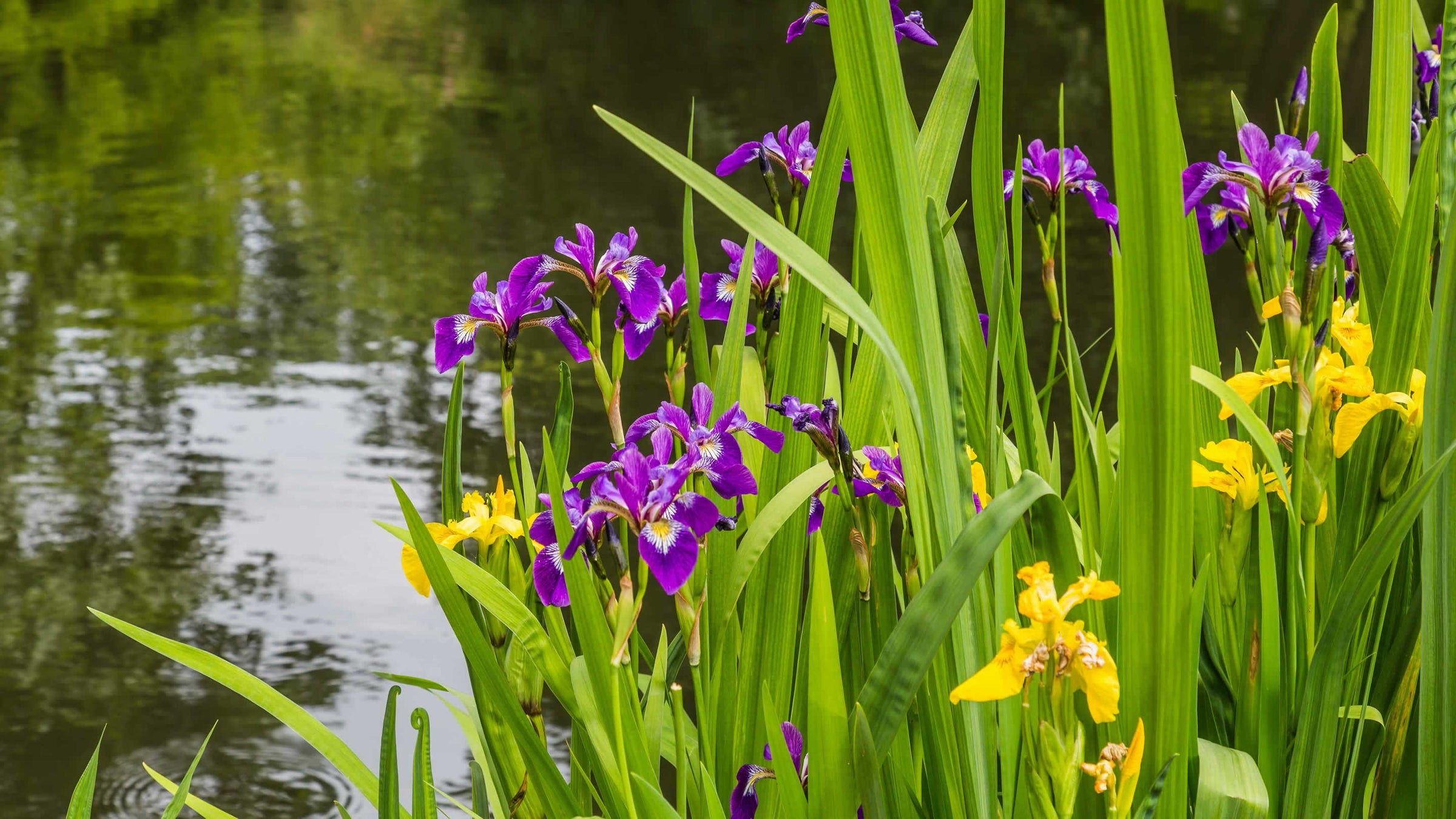 Iris (Pond Irises)