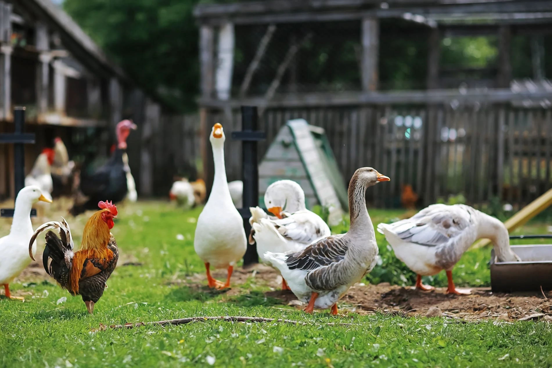 Poultry