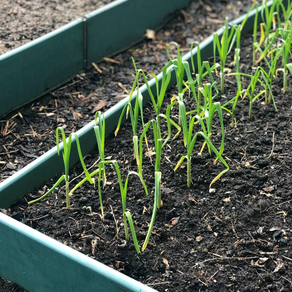 Raised Beds