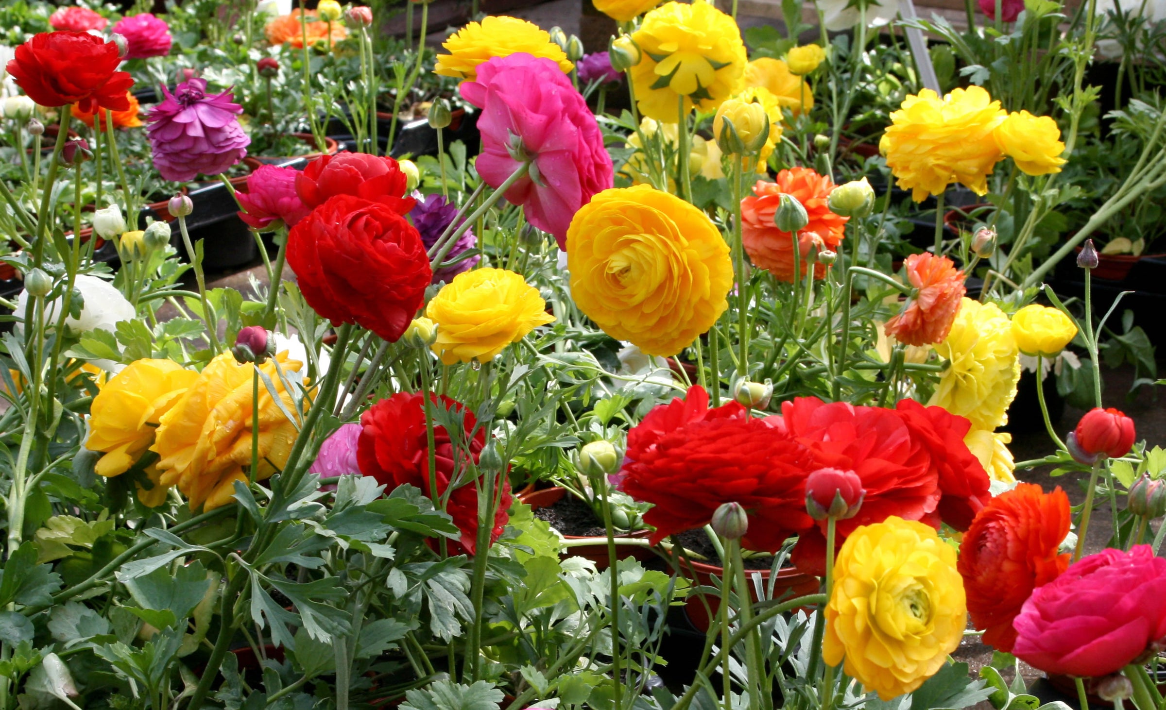 Ranunculus