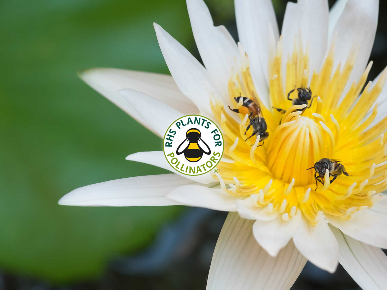 RHS Plants for Pollinators Collection