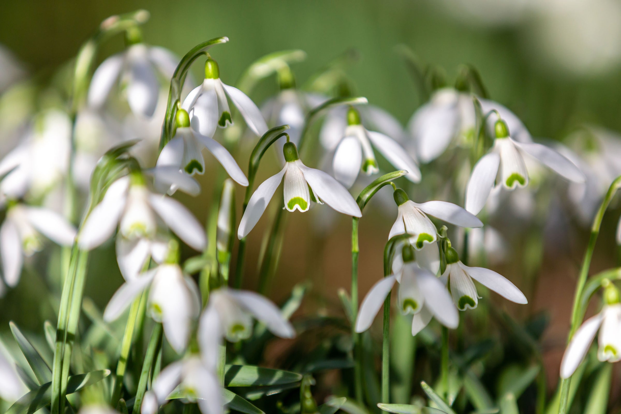 Snowdrops