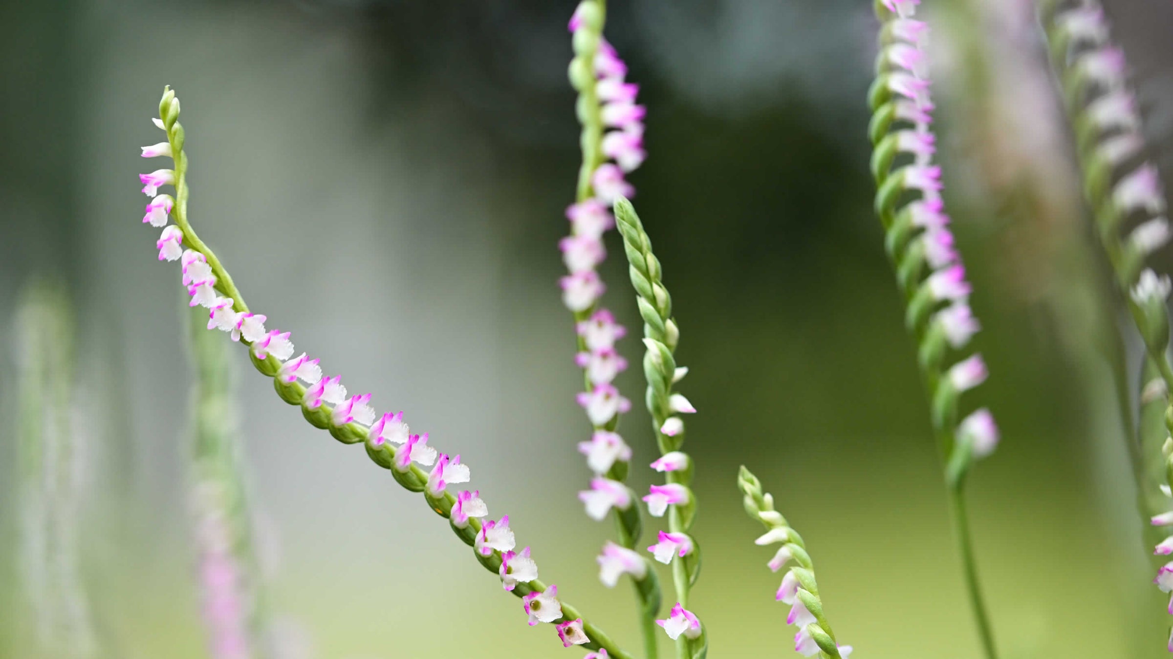 Spiranthes (Lady's Tresses)