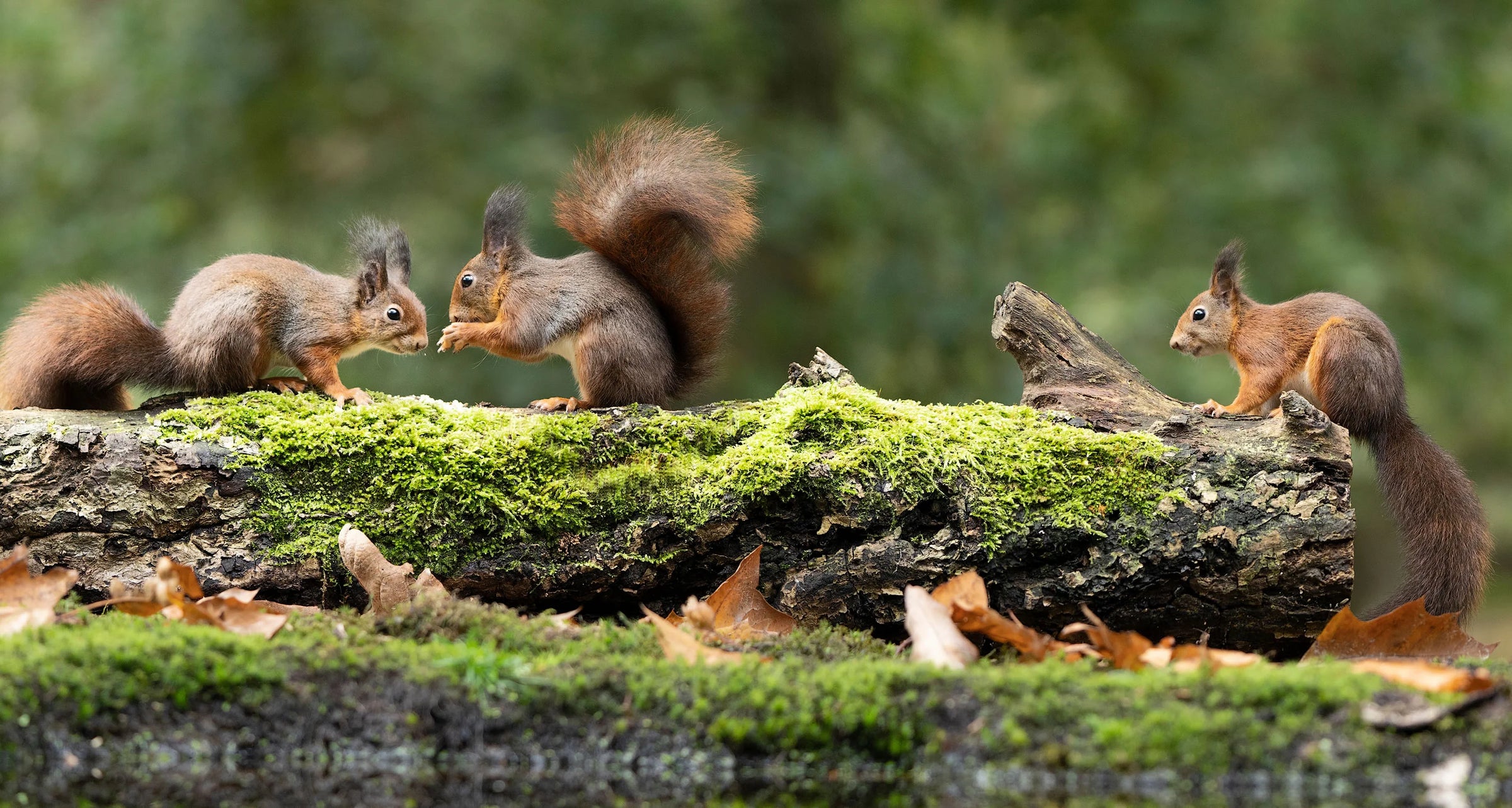 Squirrel Food