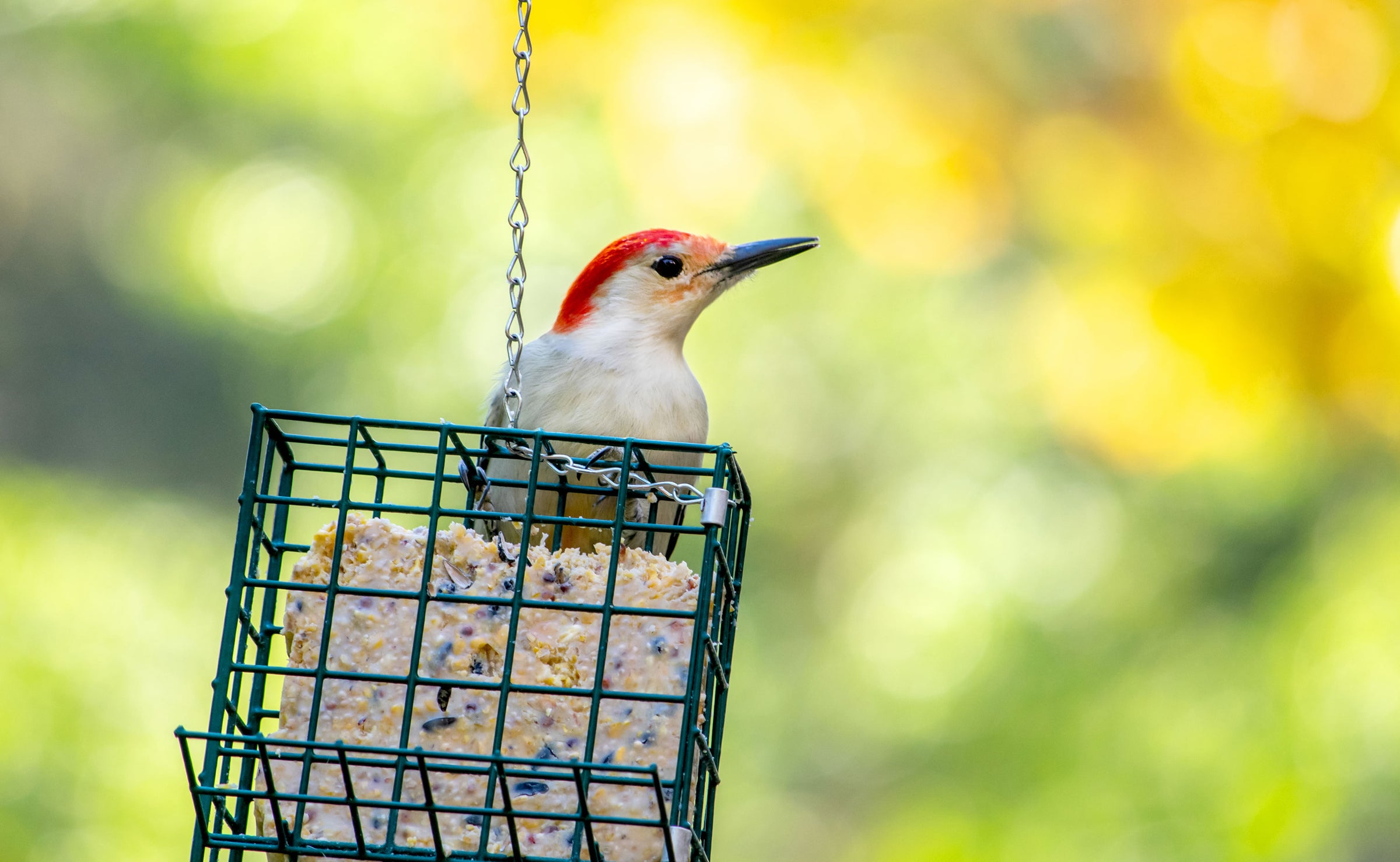 Wild Bird Fat Balls
