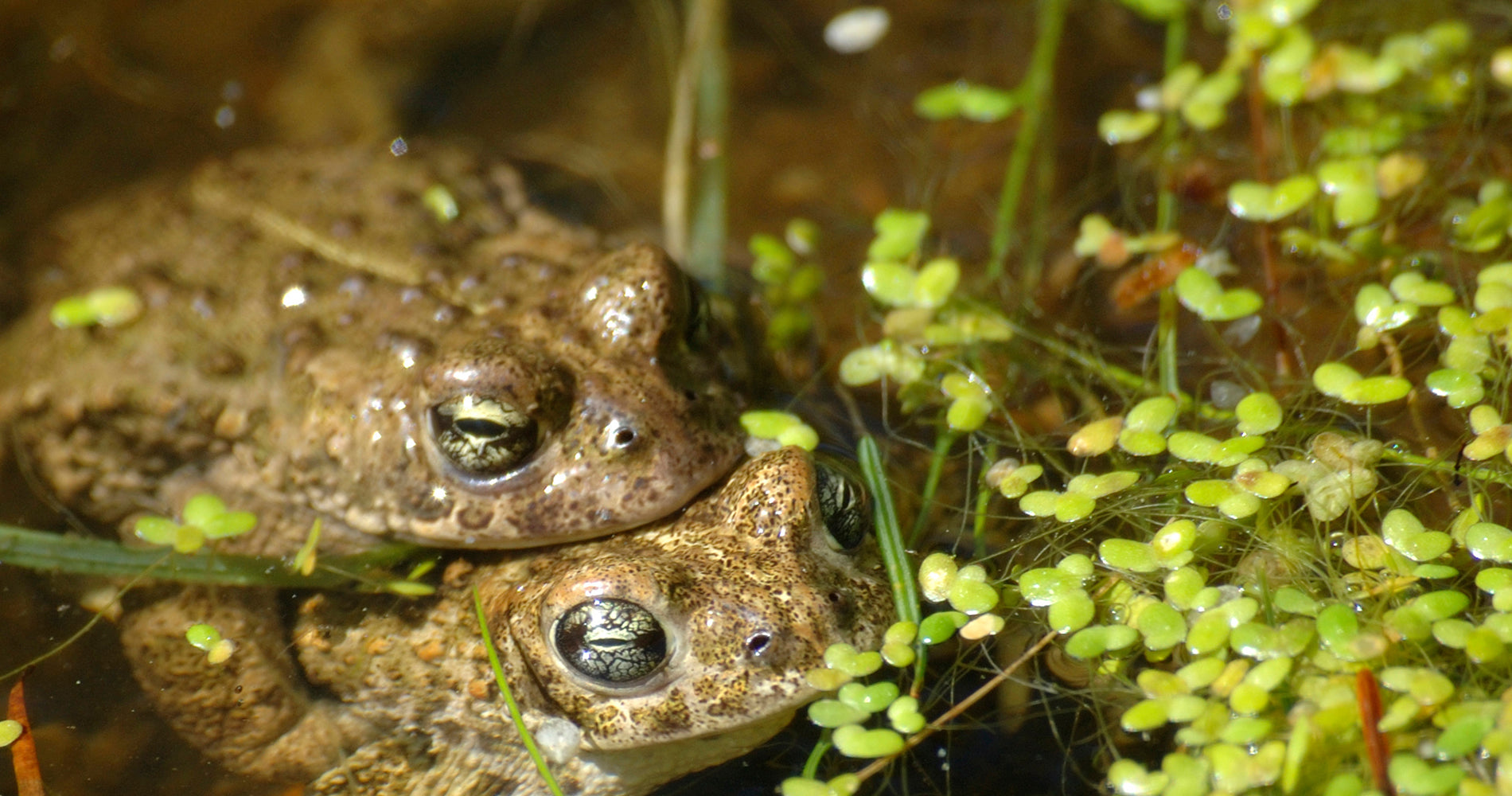 Amphibian Food Collection