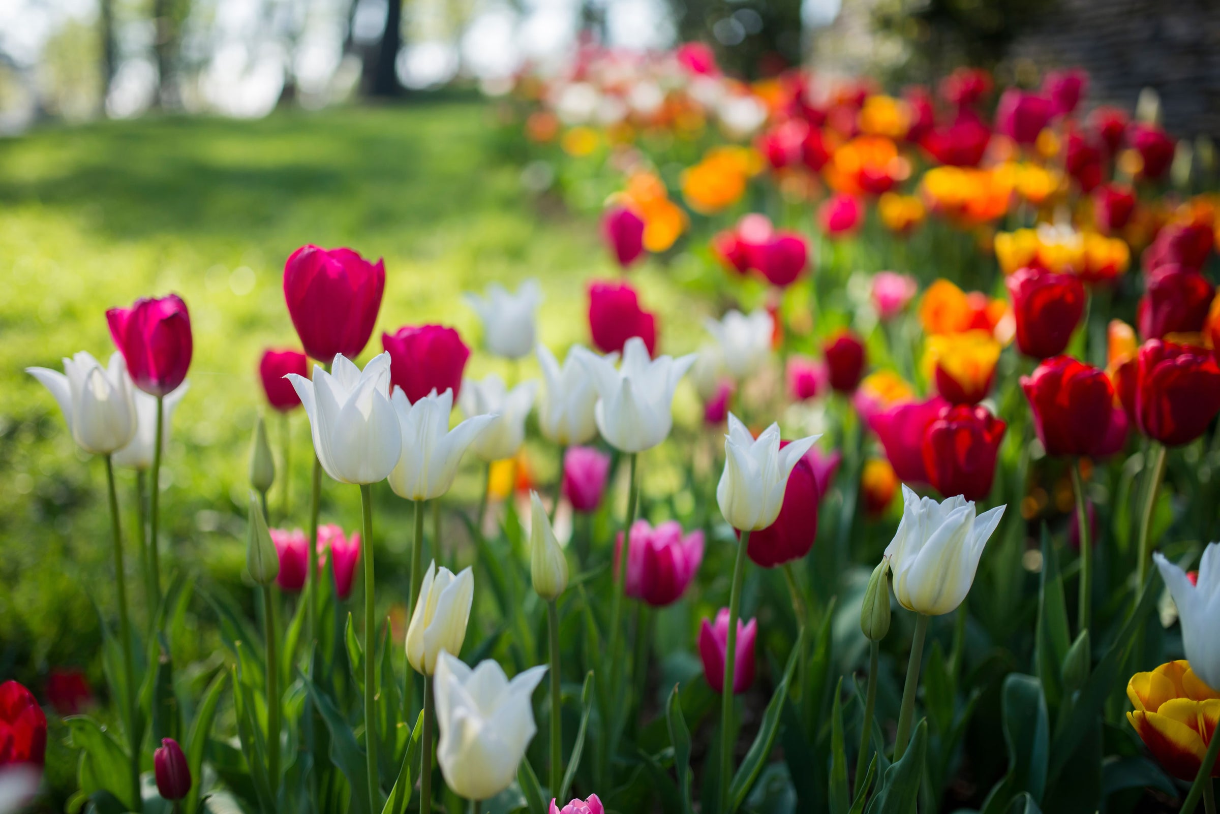Tulips