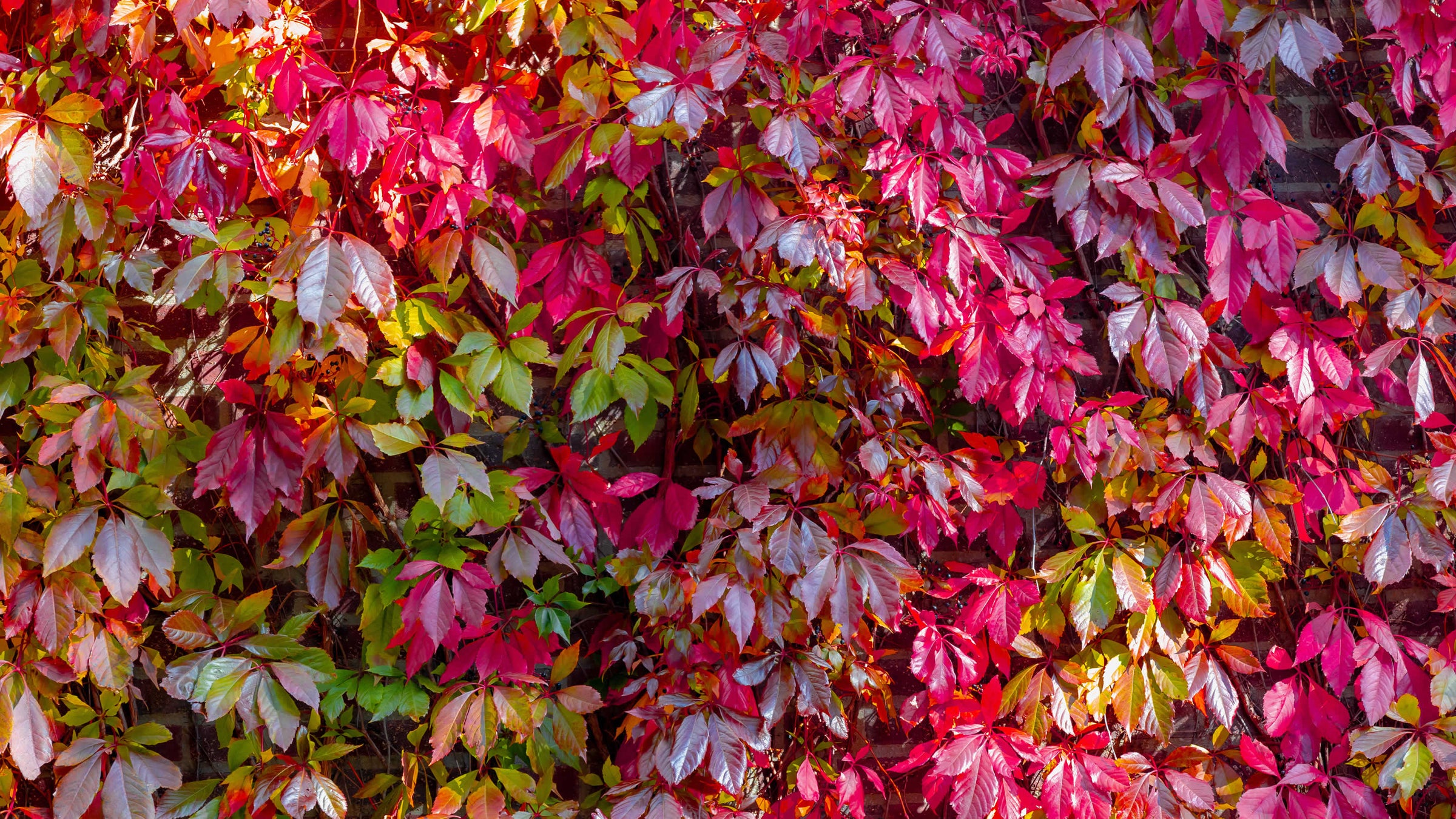 virginia creeper