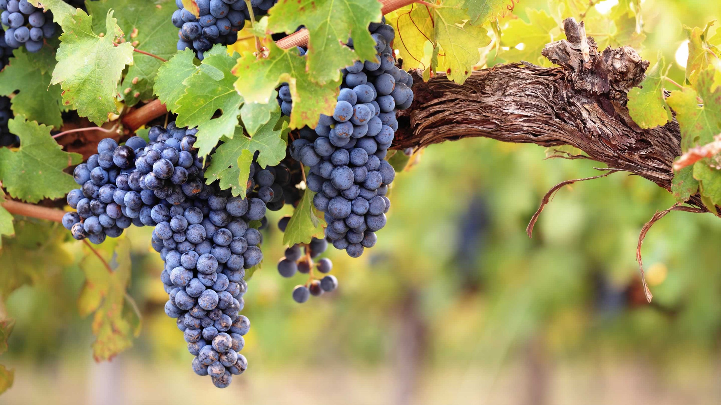 Vitis (Grapes)