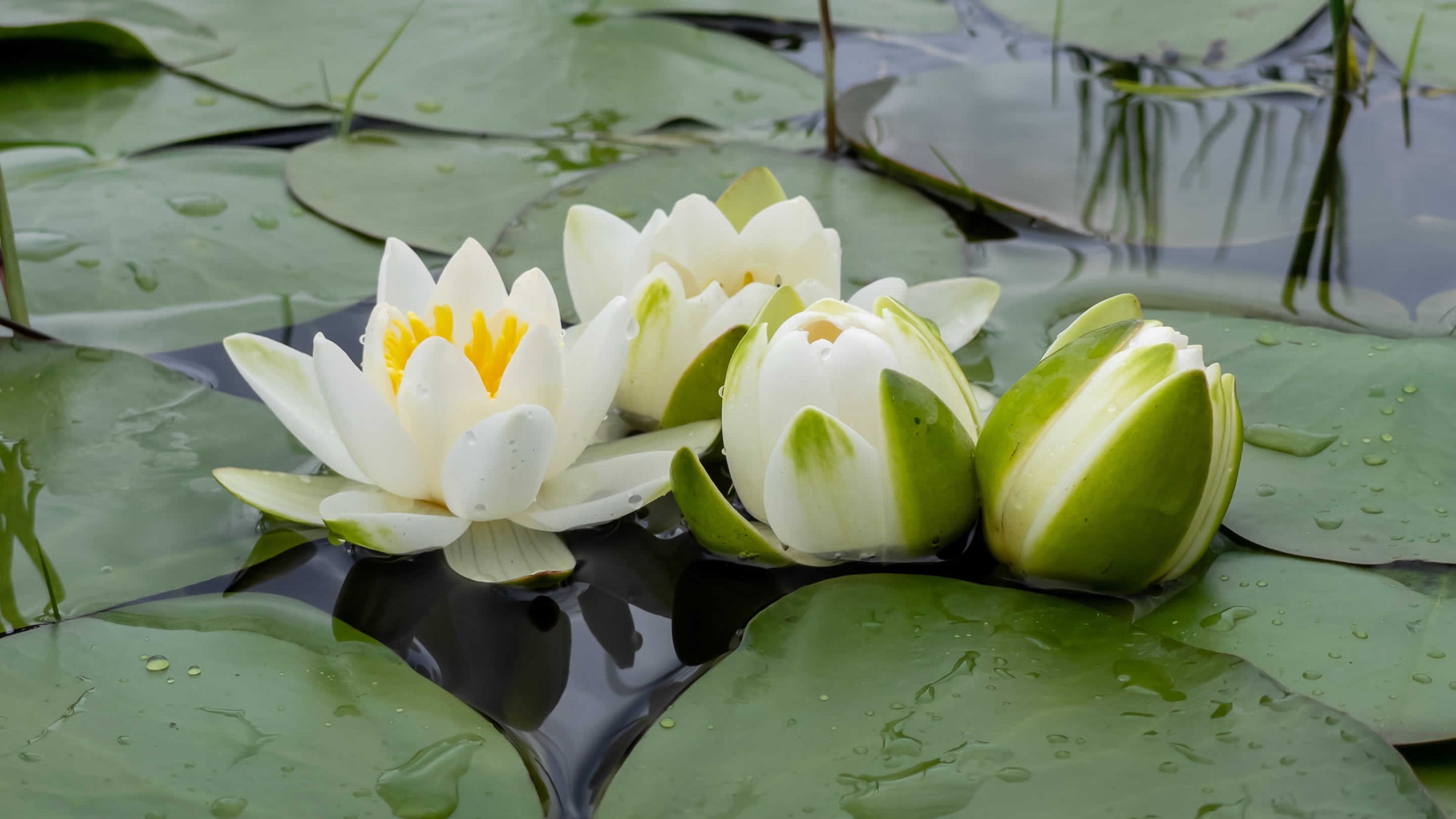nymphaea