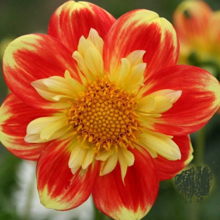 Dahlia 'Pooh Swan-Island'