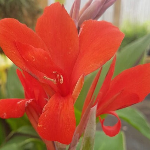 Canna 'Brilliant'