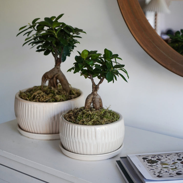 ikea bonsai tree Ivyline Round Bonsai Planter 2 Set
