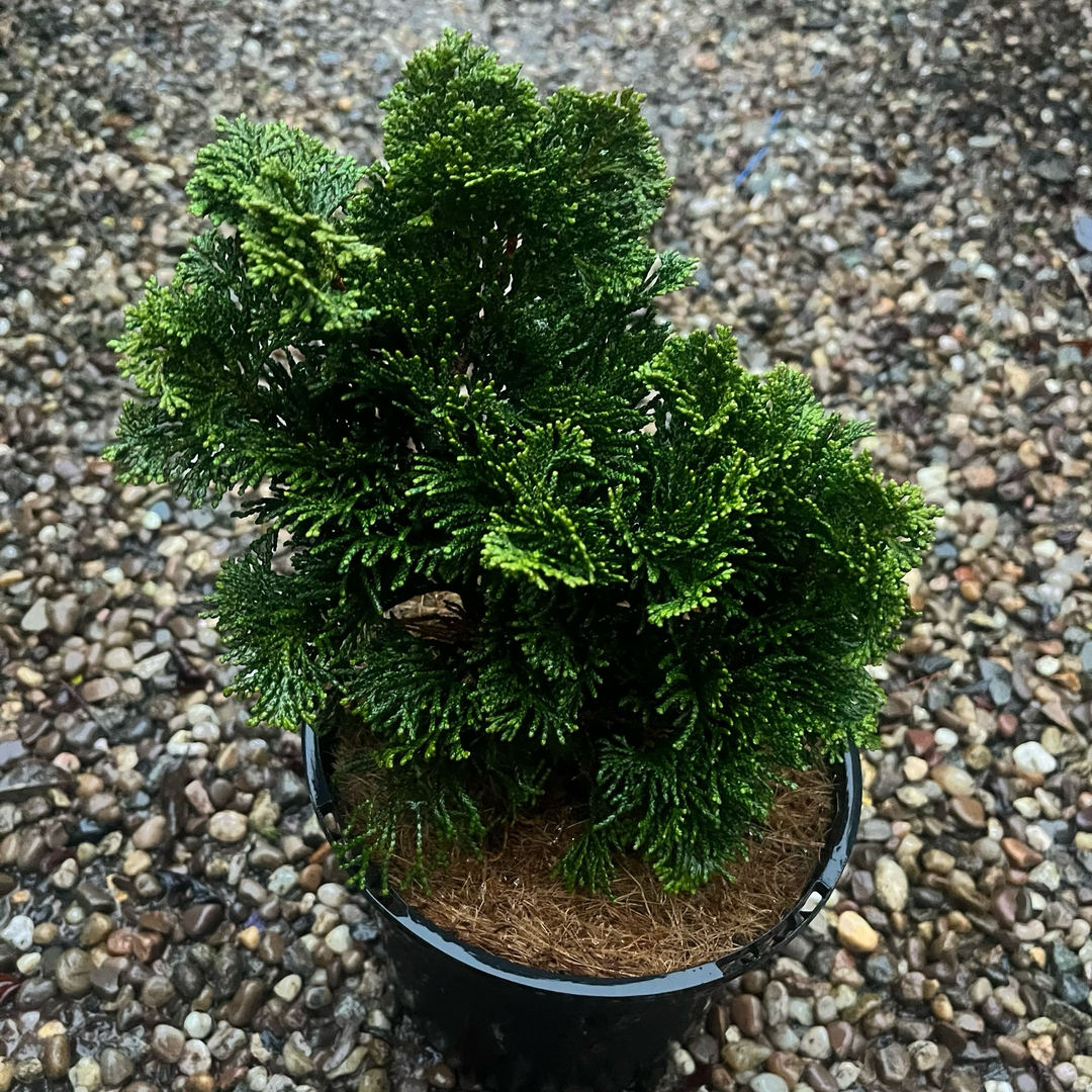 Chamaecyparis obtusa 'Nana Gracilis'