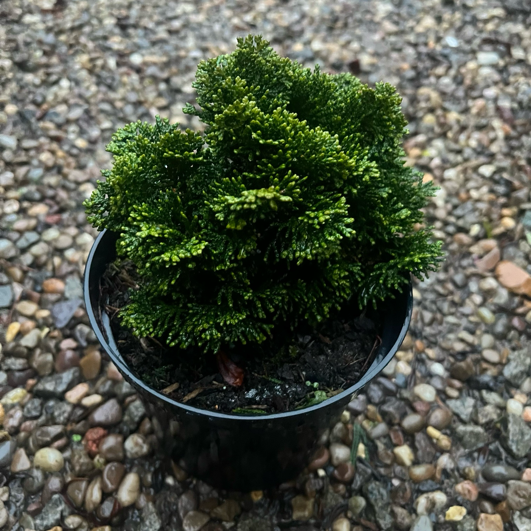 Chamaecyparis obtusa 'Nana Densa'