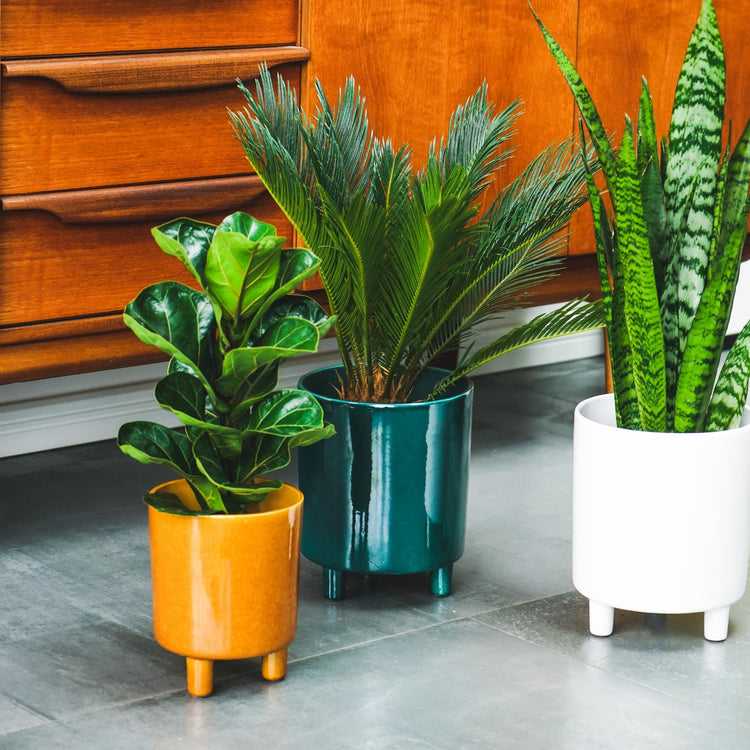 ivyline plant pots Ivyline Pisa Planter
