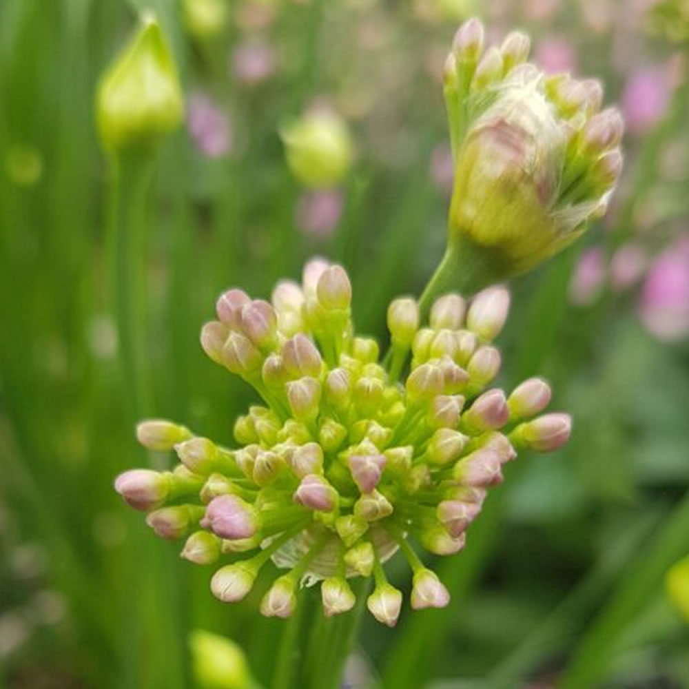 Allium 'Millenium' Bulbs