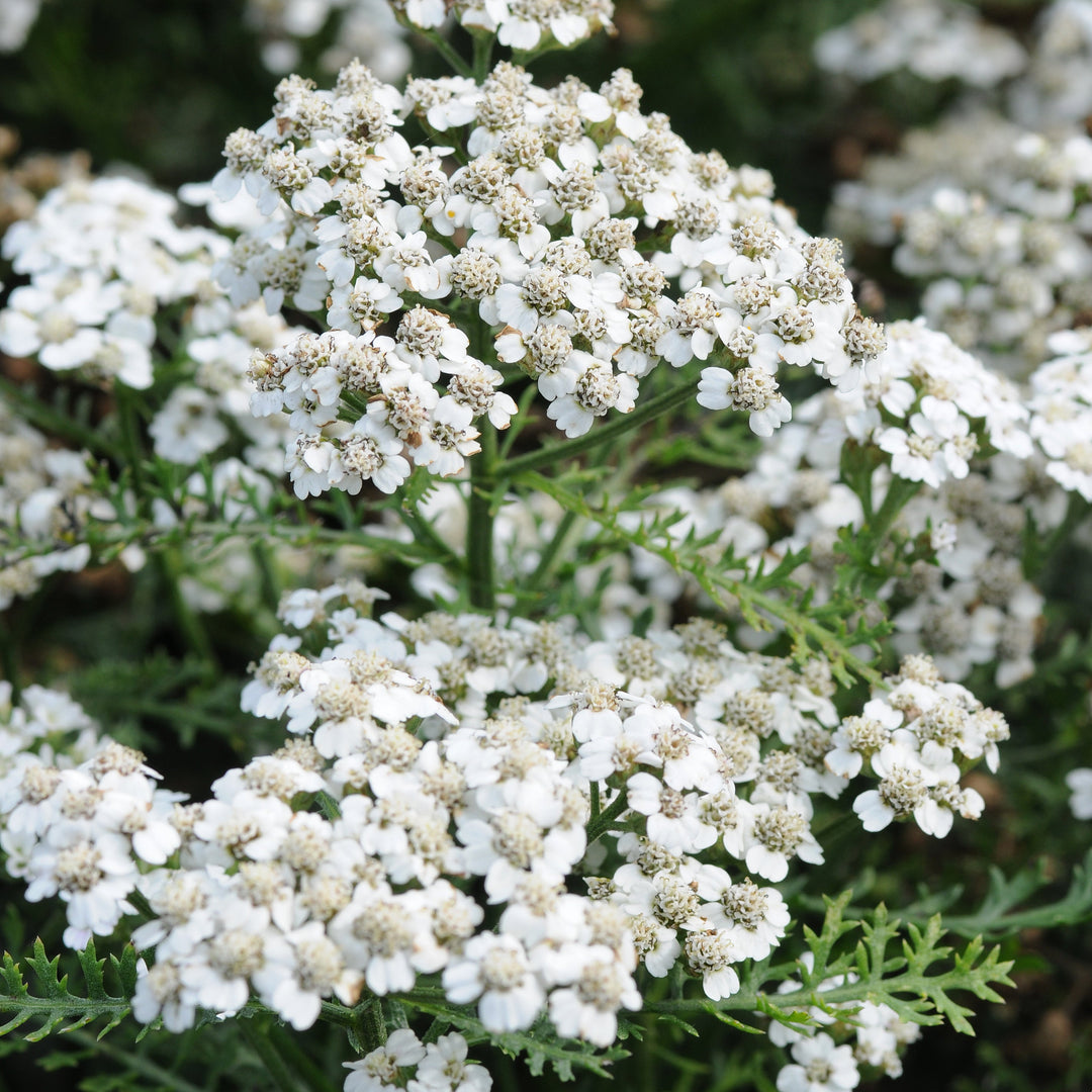 Achillea millefolium 'New Vintage White'