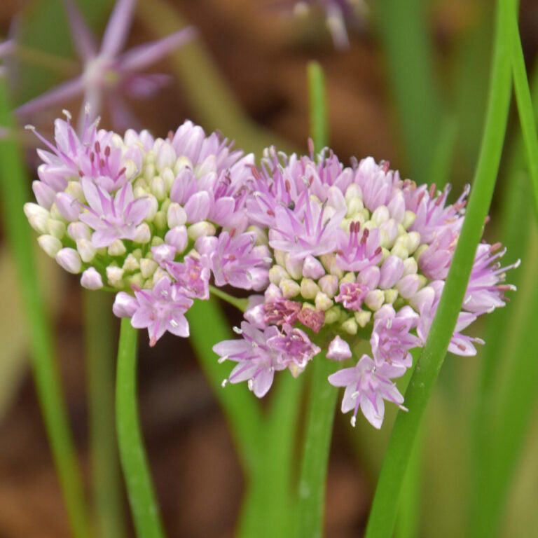 Allium angulosum