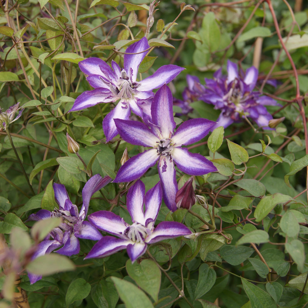 Astra Nova purple and white flowers