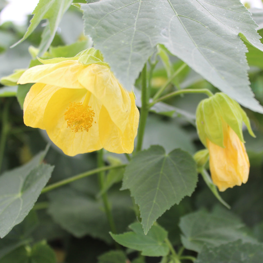 Abutilon 'Canary Bird'