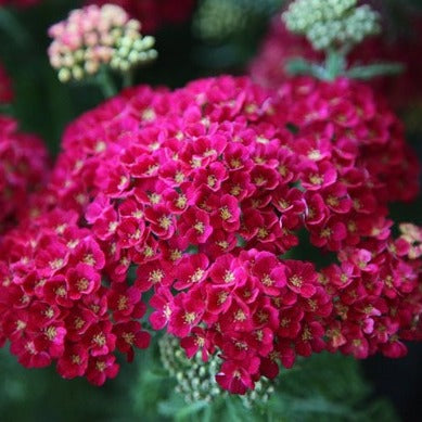 Achillea millefolium 'Pomegranate'
