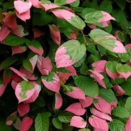 Actinidia kolomikta