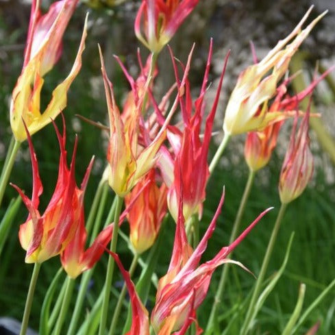 Tulip acuminata