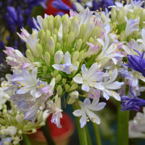 Agapanthus 'Argentina' Roots