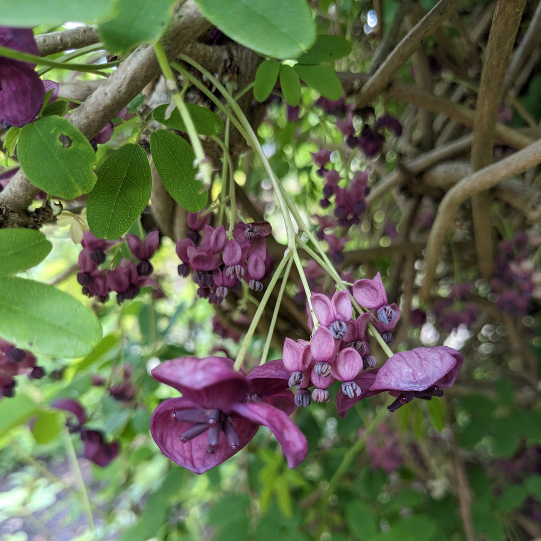 AkebiaQuinata_3 purple flowers