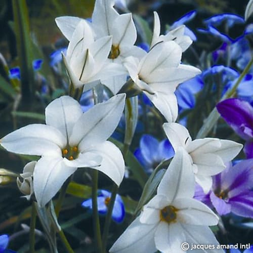 Ipheion uniflorum Alberto Castillo