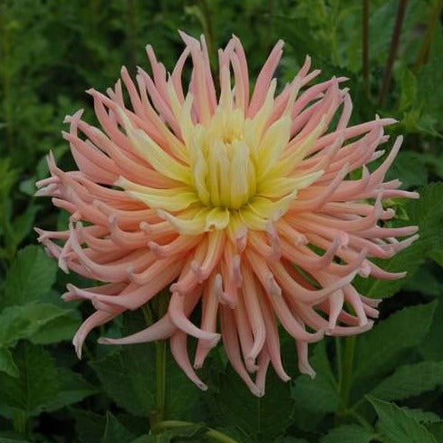Dahlia 'Alfred Grille'