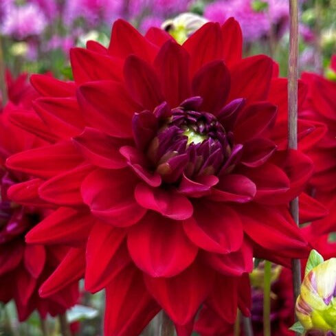 Dahlia 'All Directions'