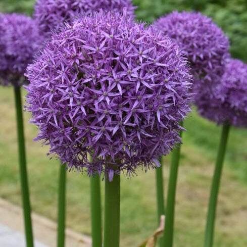 Allium 'Globemaster'