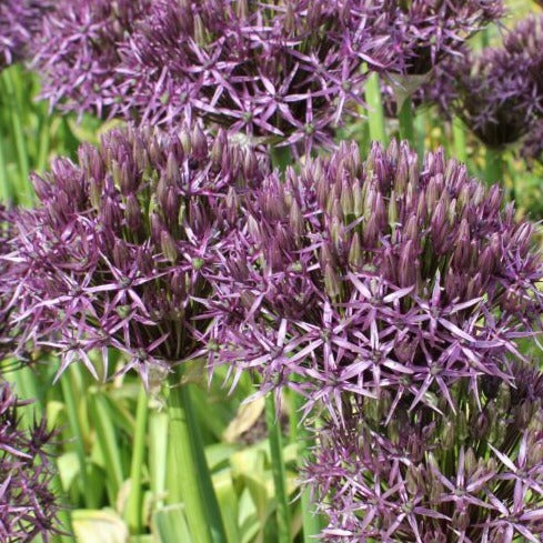 Allium 'Metallic Shine'