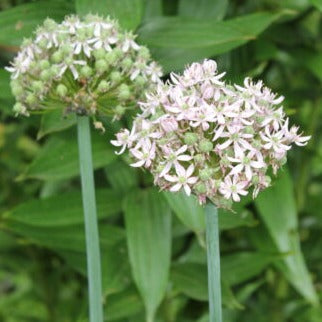 Allium nigrum 'Pink Jewel'