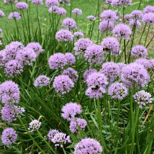 Allium 'Summer Beauty'