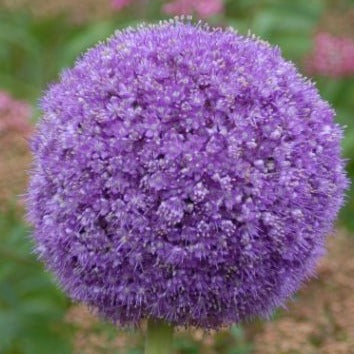 Allium giganteum