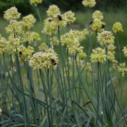 Allium obliquum