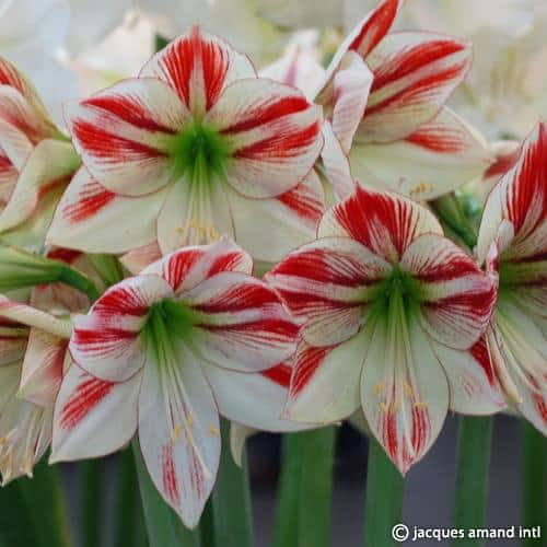 Hippeastrum 'Ambience'