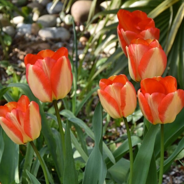 Tulip 'American Dream'