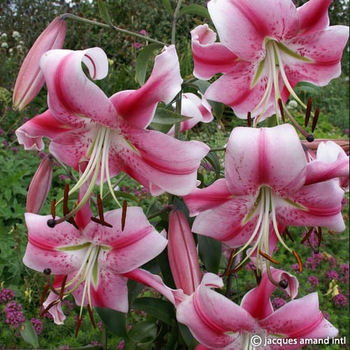 Lilium 'Anastasia'
