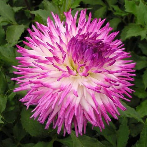 Dahlia 'Anne Marie'