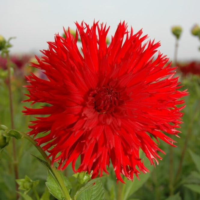 Dahlia 'Apache'